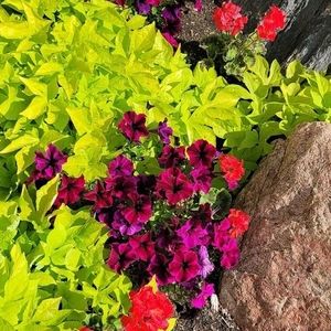 Meet your Posher, Dalia